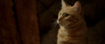 В хорошем качестве Уличный кот по кличке Боб / A Street Cat Named Bob (2016)