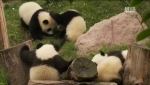 Приключения панды / Panda Adventure [2010]