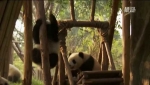 Приключения панды / Panda Adventure [2010]
