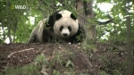 Скачать фильм Гигантская панда (Панды на свободе) / Giant Panda (Pandas in the Wild) [2009] HDTV (1080i)
