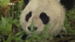 В хорошем качестве Гигантская панда (Панды на свободе) / Giant Panda (Pandas in the Wild) [2009] HDTV (1080i)