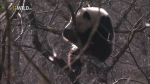 Скачать фильм Гигантская панда (Панды на свободе) / Giant Panda (Pandas in the Wild) [2009] HDTV (1080i)