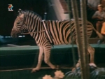 Скачать фильм Украли зебру (1972)